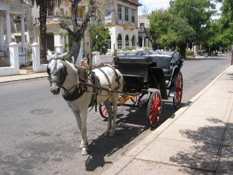 2004AnniversaryTrip0057-Cuba-OurHorseCarriage