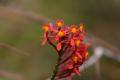 MachuPichu2005-00148pc-IncaTrail-Flower