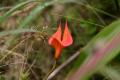 MachuPichu2005-00148pe-IncaTrail-Flower